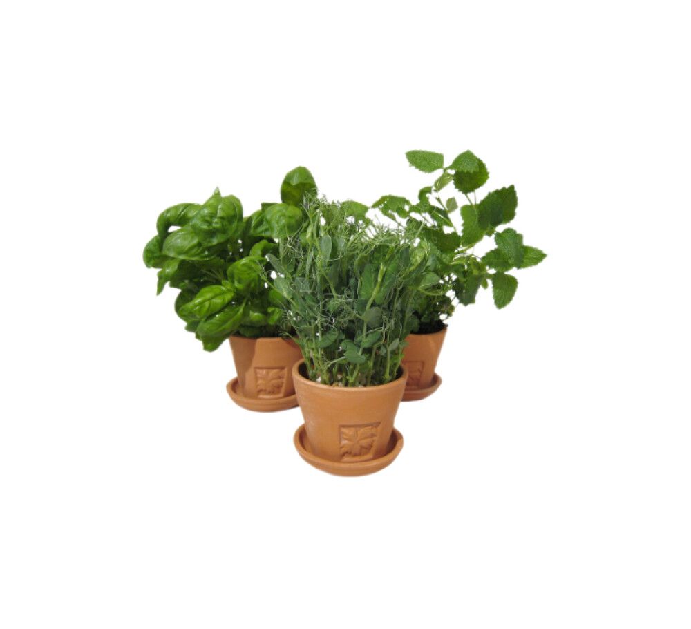 Kirsikkatomaatintaimi 9 cm