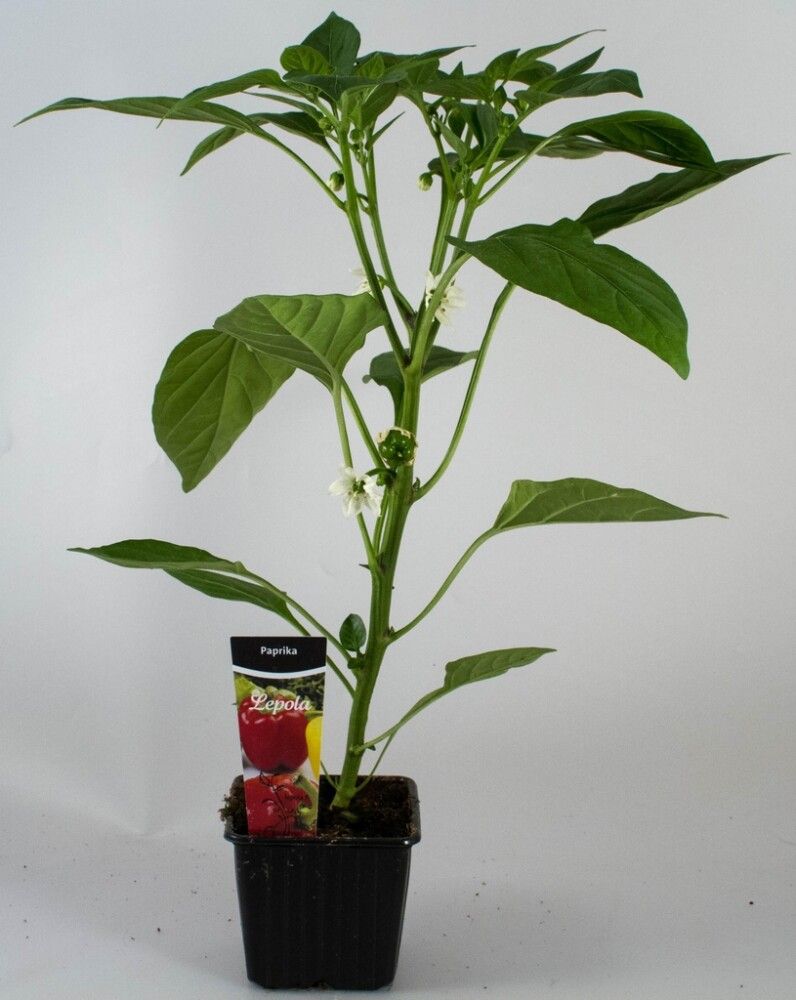 Paprika Kotimainen Ø 9 cm