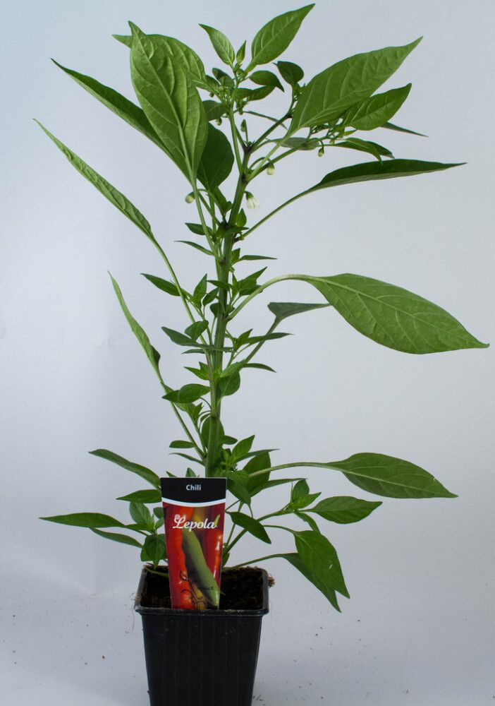 Chili Kotimainen Ø 9 cm