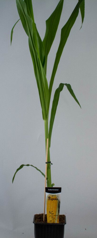 Sokerimaissi Kotimainen Ø 9 cm