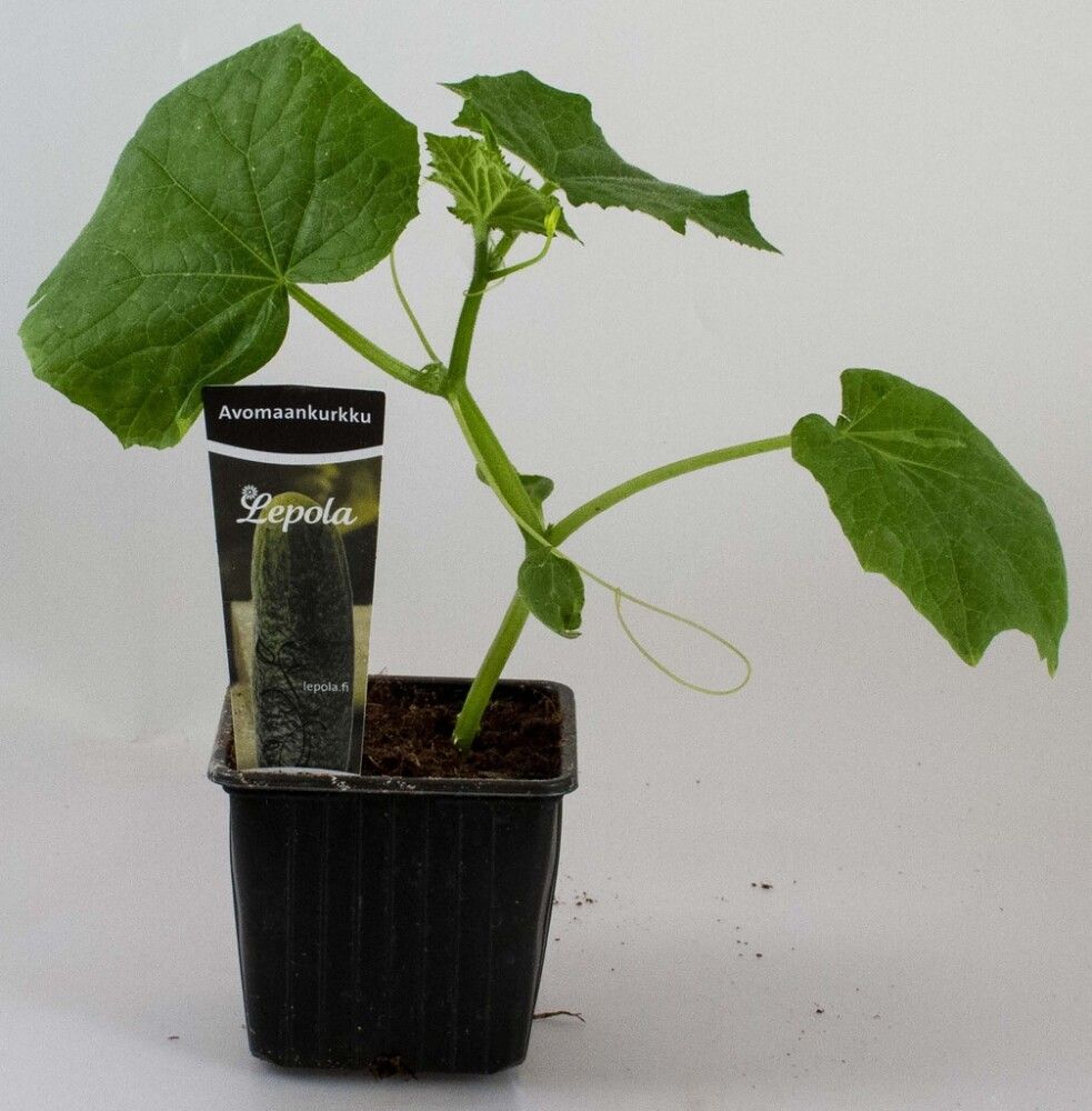 Avomaankurkku Kotimainen Ø 9 cm