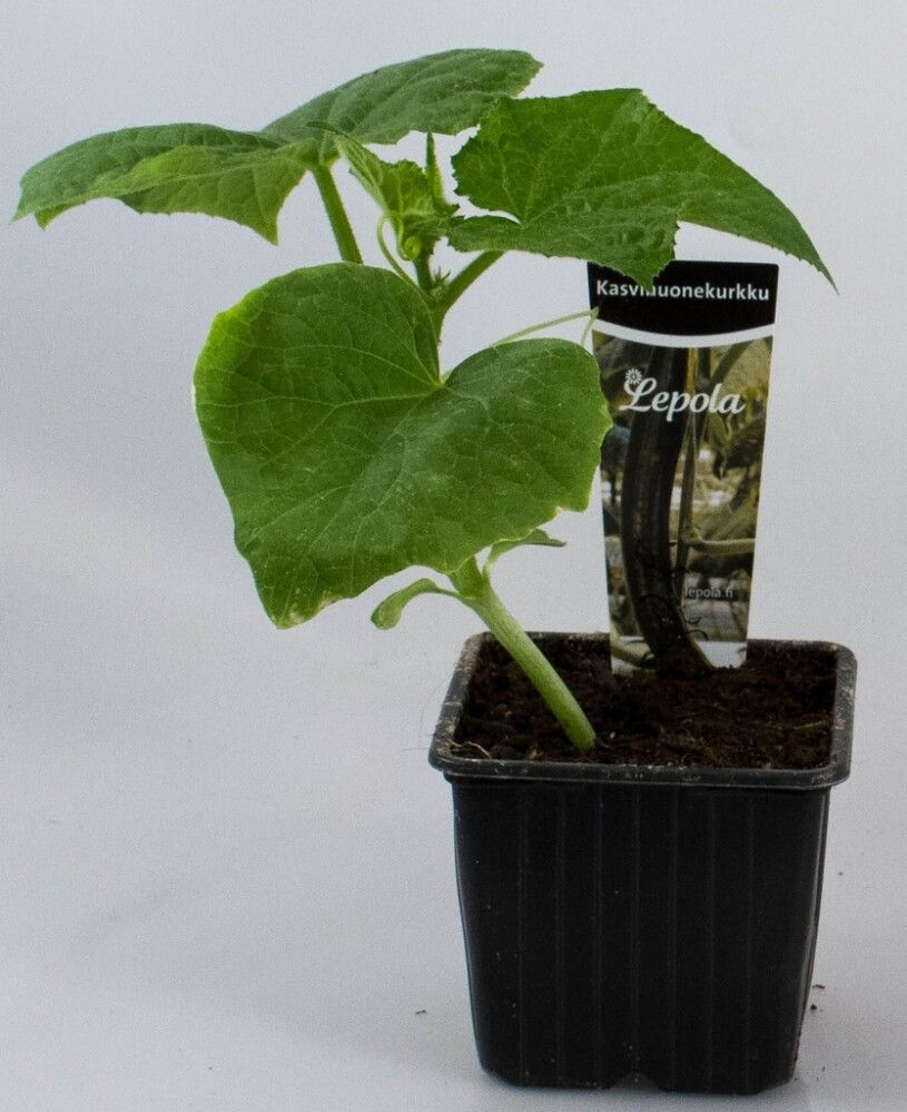Kasvihuonekurkku Kotimainen Ø 9 cm