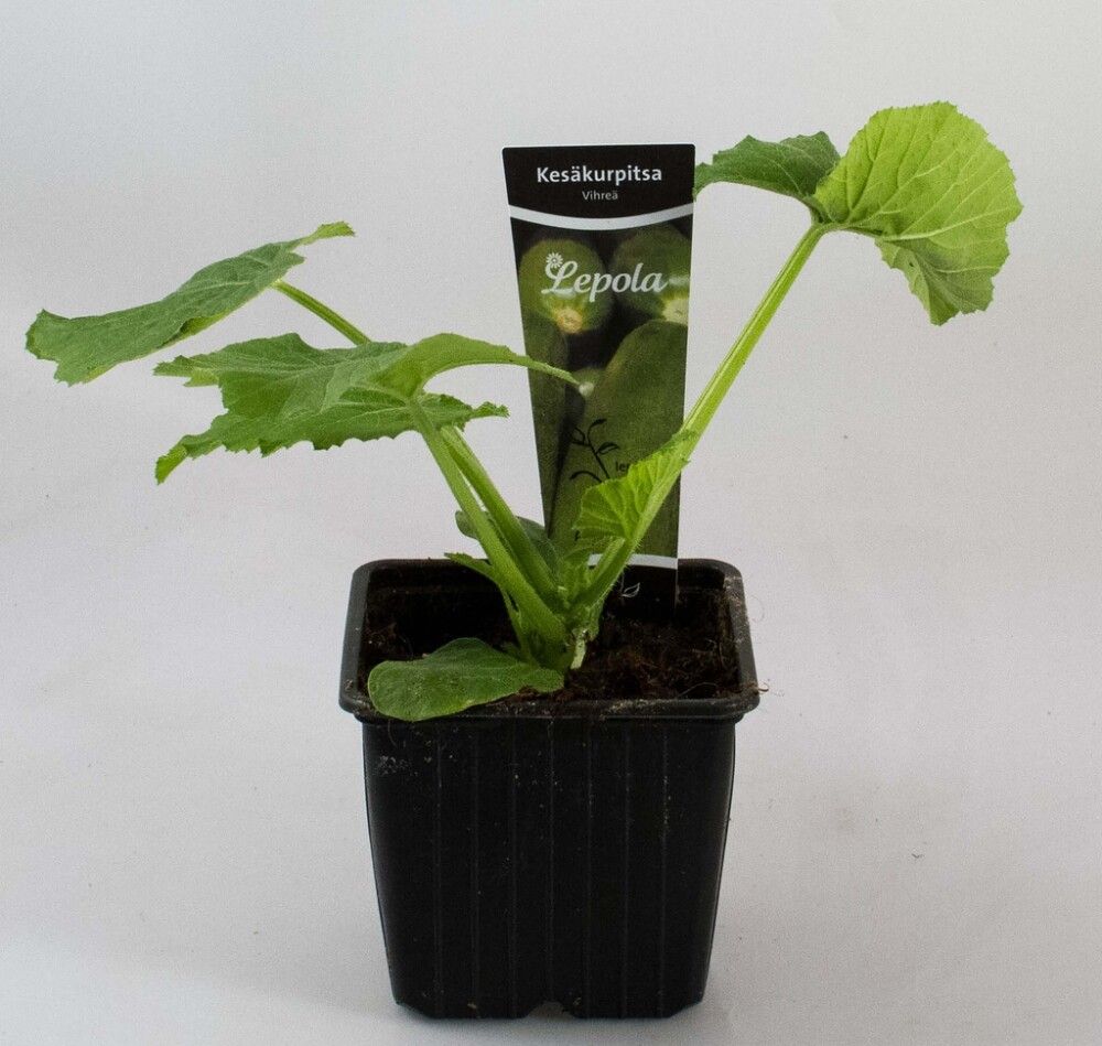 Kesäkurpitsa Kotimainen vihreä Ø 9 cm