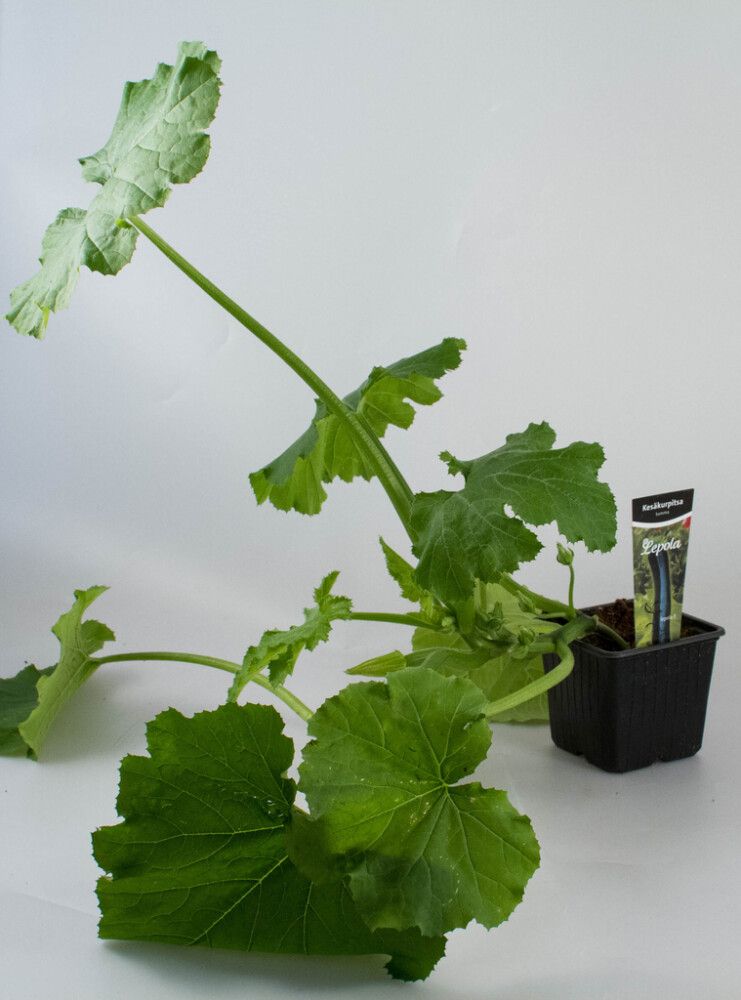 Kesäkurpitsa Kotimainen tumma Ø 9 cm