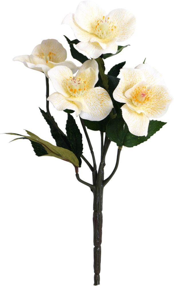 Silkkikasvi Jouluruusu Helleborus 35 cm