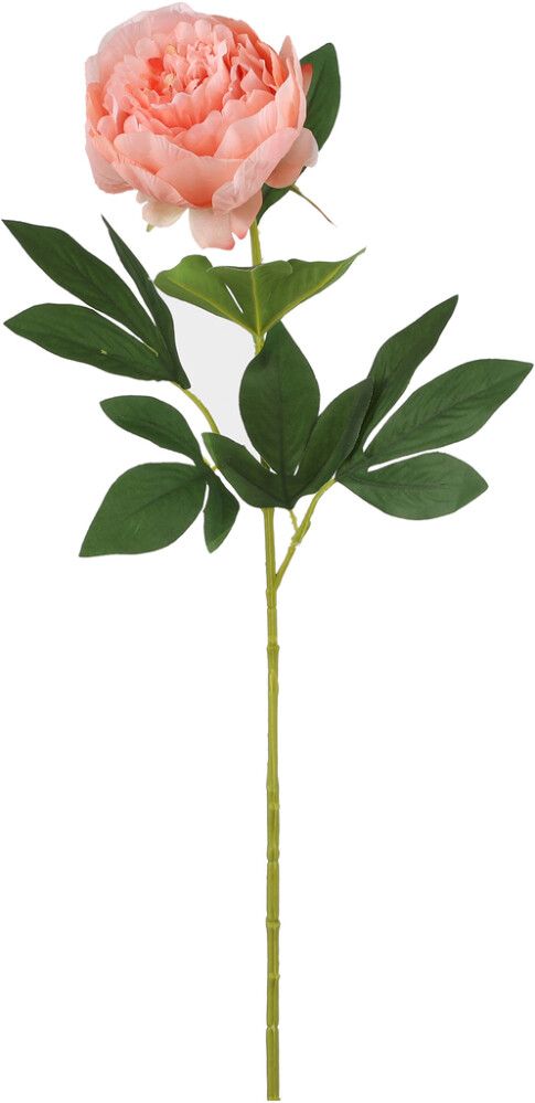 Koristeoksa Pioni persikka 76 cm