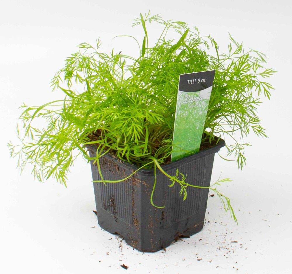 Tilli Kotimainen Ø 9 cm