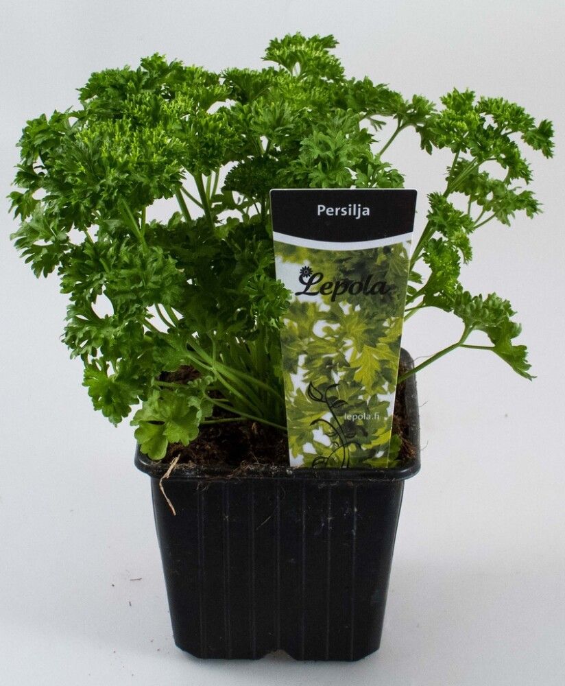 Persilja Kotimainen Ø 9 cm
