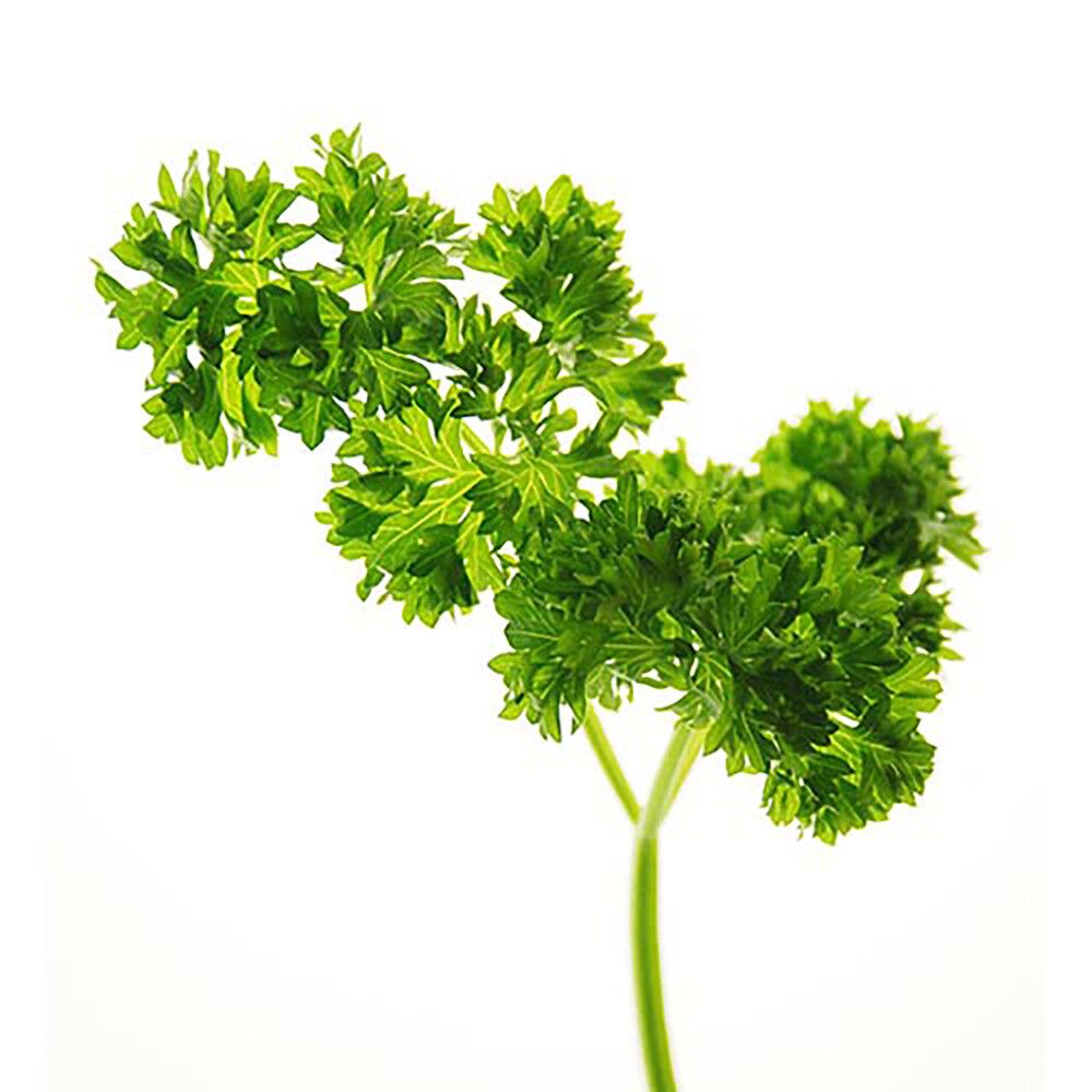 Persilja Kotimainen Ø 9 cm