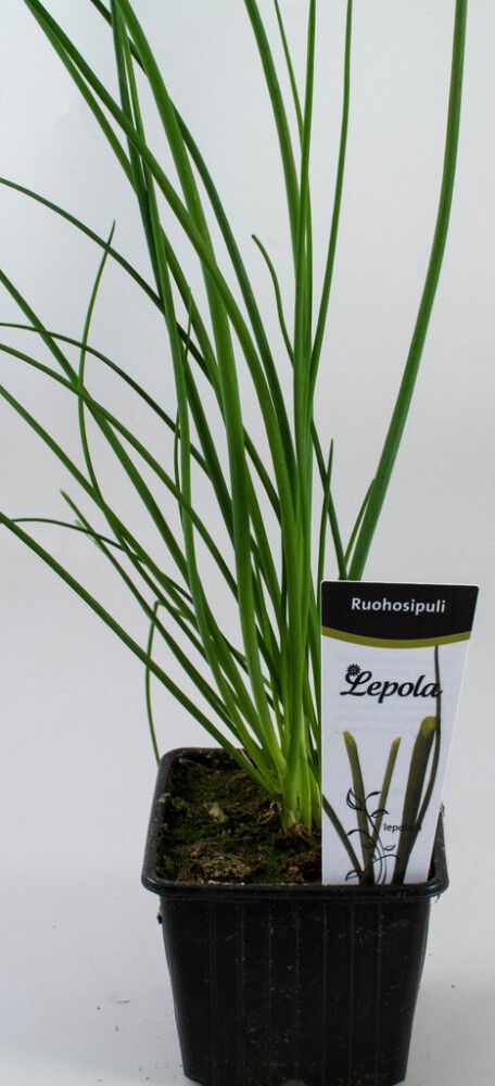 Ruohosipuli Kotimainen Ø 9 cm