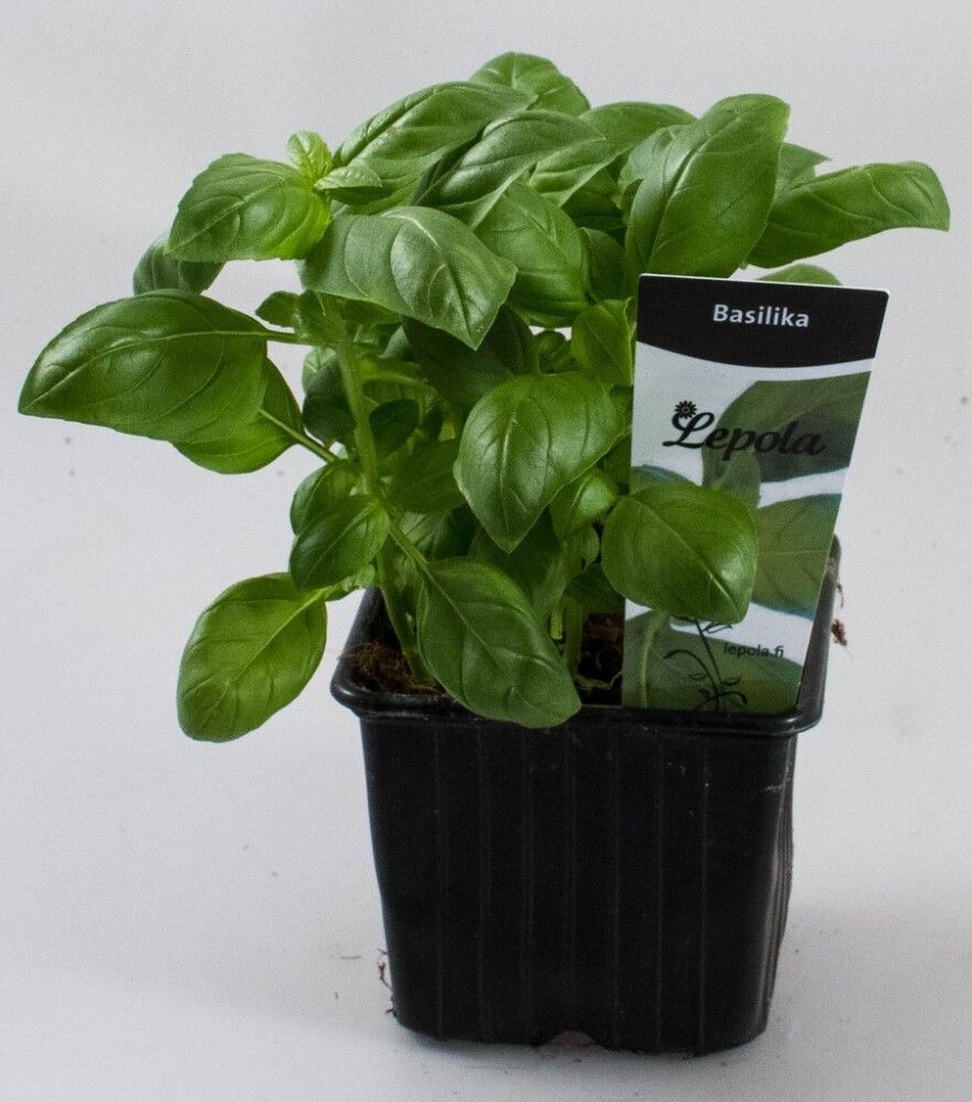 Basilika Kotimainen Ø 9 cm