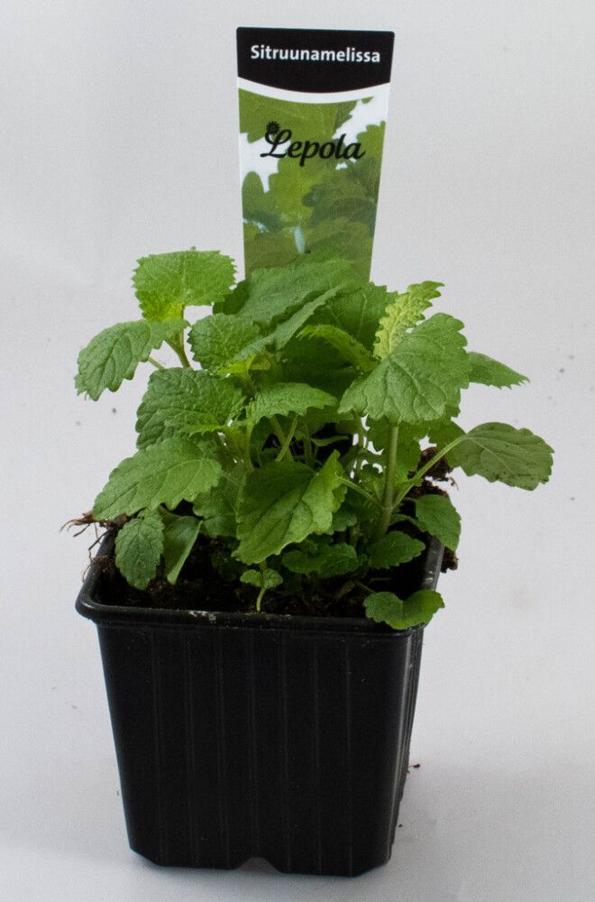 Sitruunamelissa Kotimainen Ø 9 cm