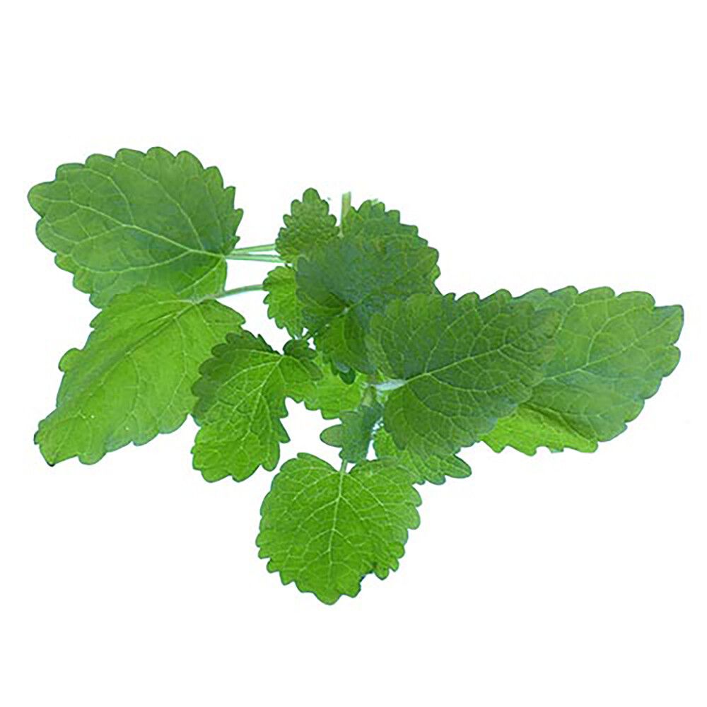 Sitruunamelissa Kotimainen Ø 9 cm