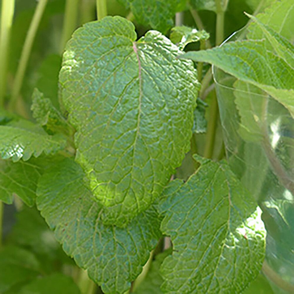 Sitruunamelissa Kotimainen Ø 9 cm