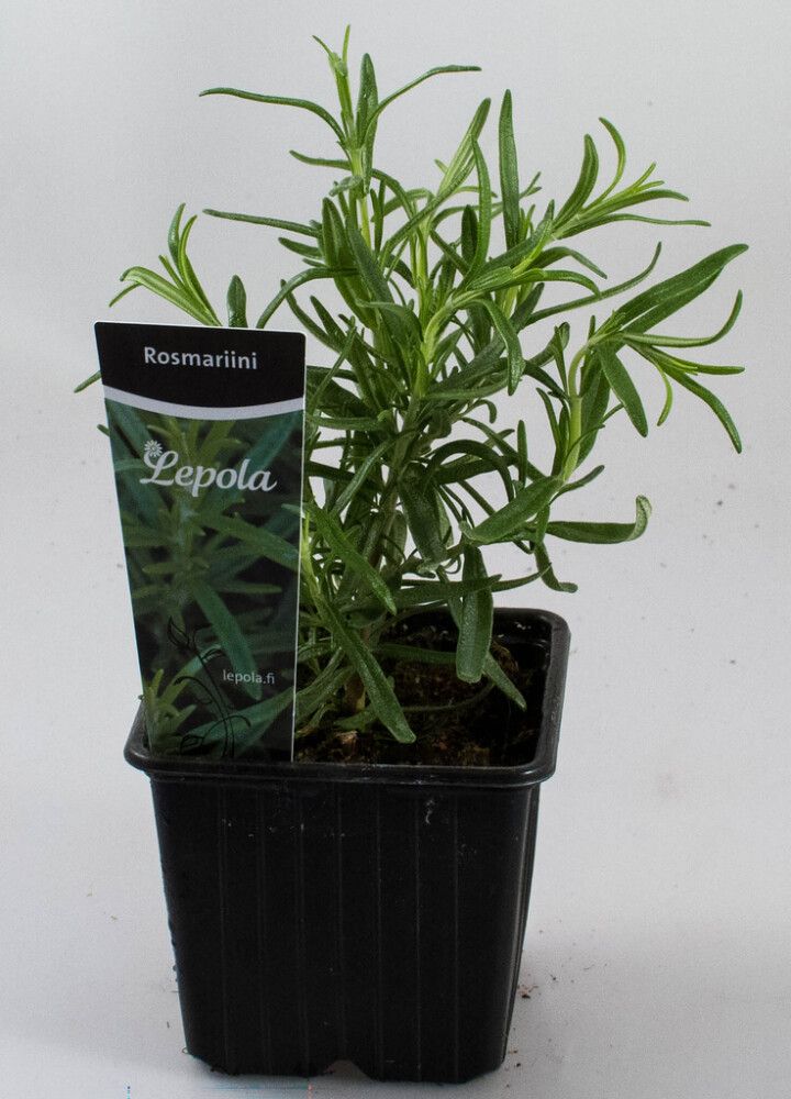 Rosmariini Kotimainen Ø 9 cm
