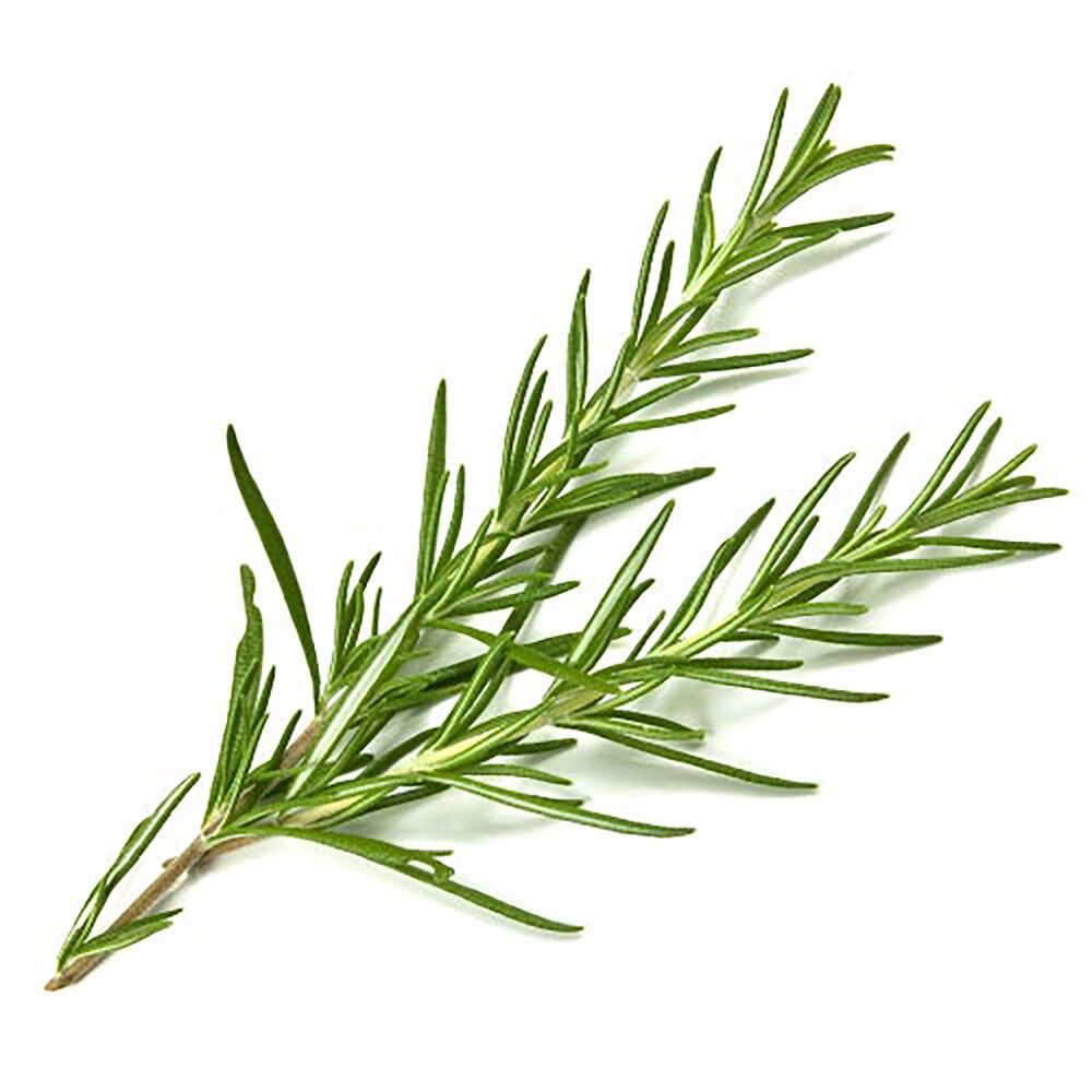 Rosmariini Kotimainen Ø 9 cm