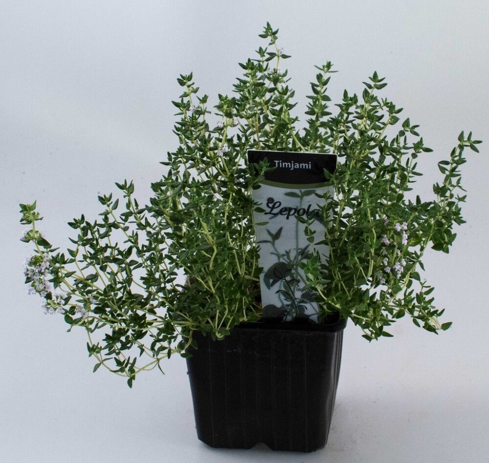 Timjami Kotimainen Ø 9 cm