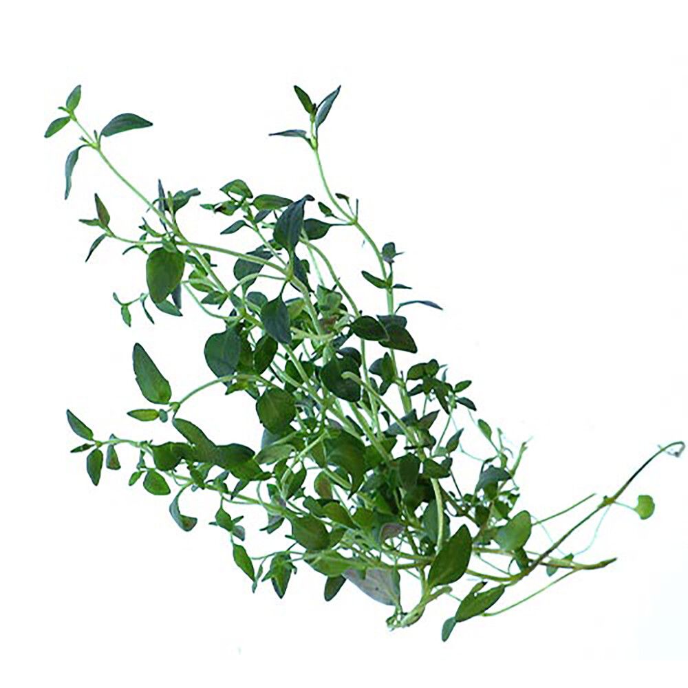 Timjami Kotimainen Ø 9 cm