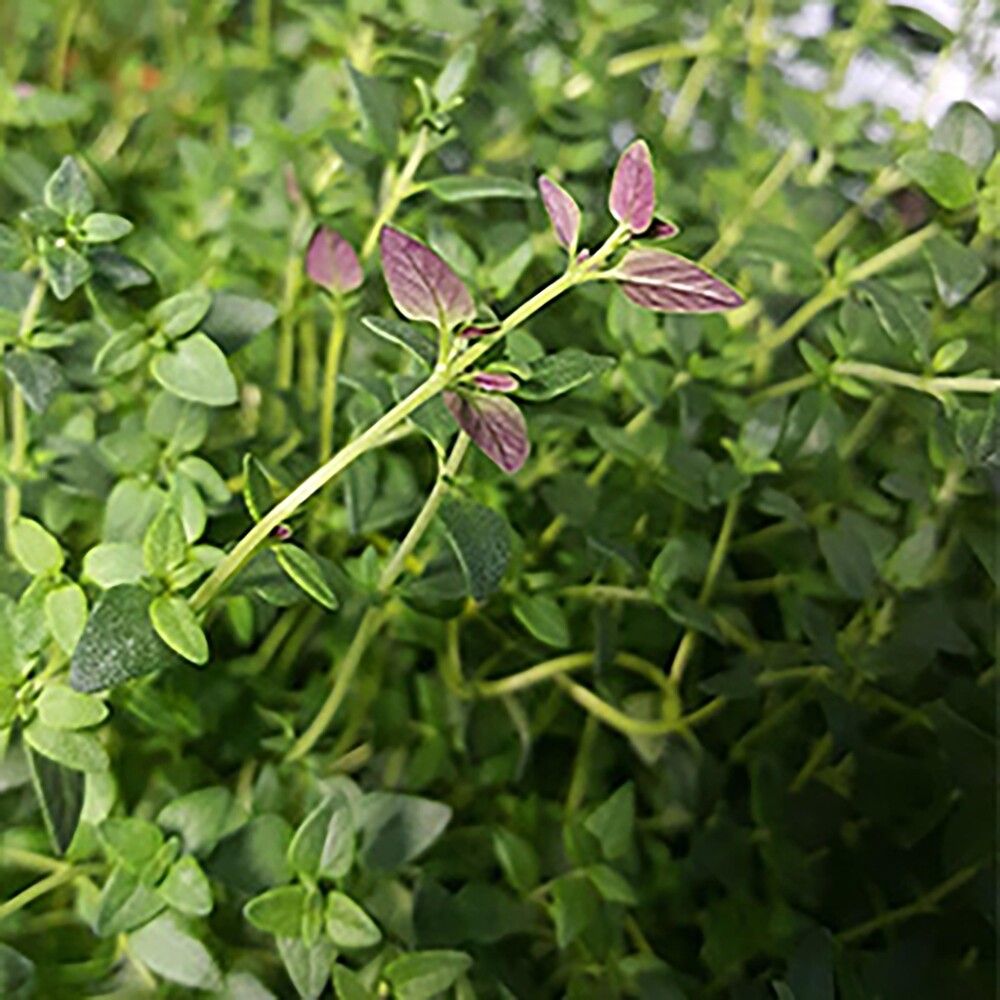 Timjami Kotimainen Ø 9 cm