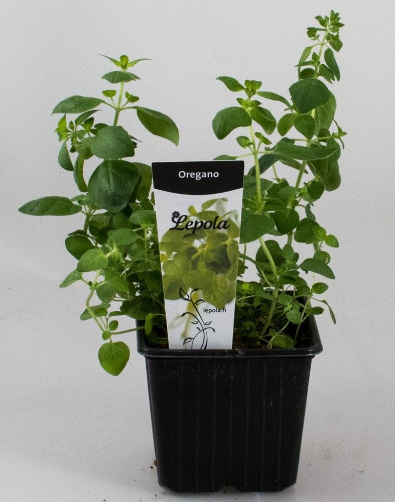 Oregano Kotimainen Ø 9 cm