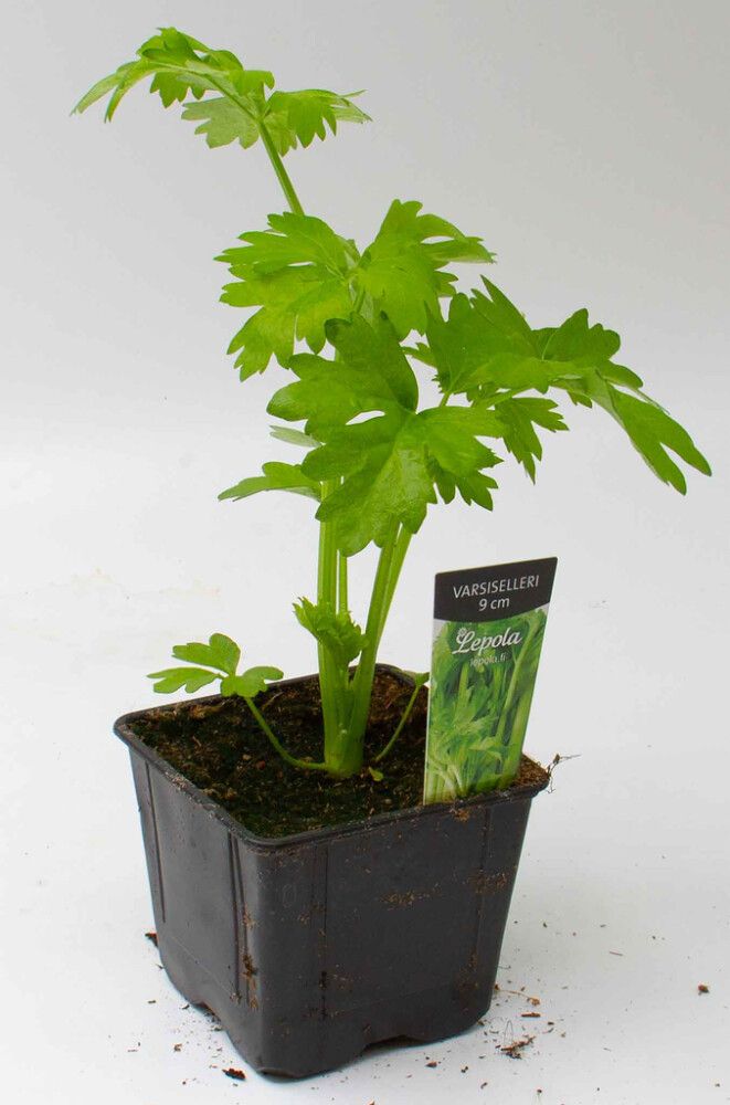 Varsiselleri Kotimainen Ø 9 cm