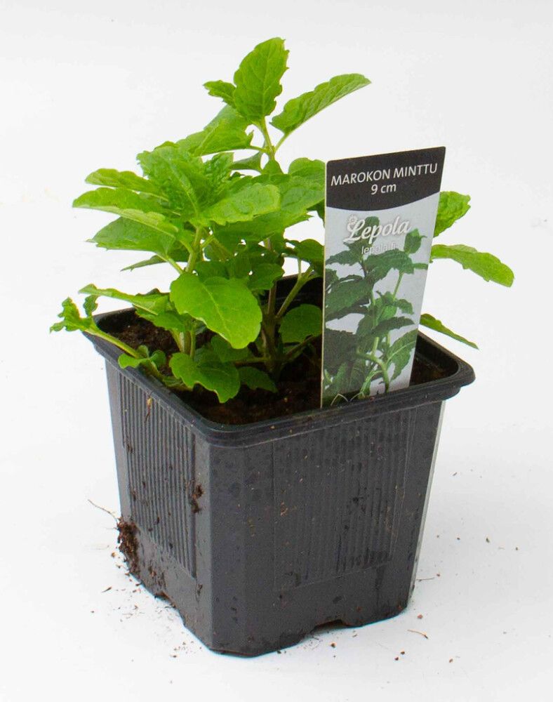 Marokon minttu Kotimainen Ø 9 cm