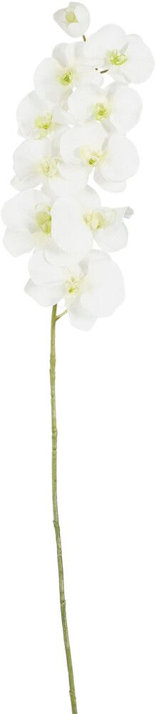 Koristeoksa Perhoskämmekkä 91 cm valkoinen