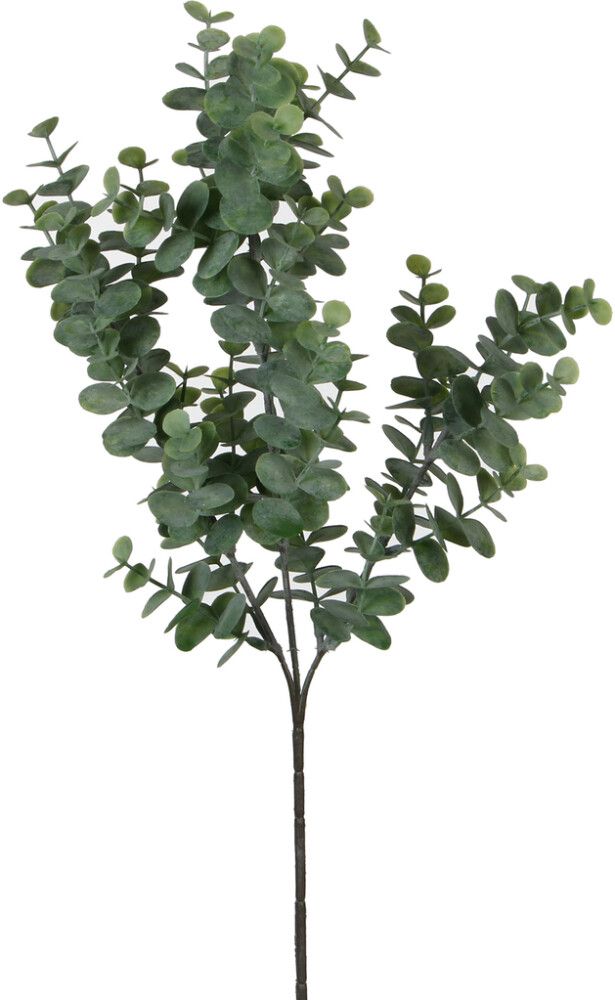Koristeoksa Eucalyptus 65 cm