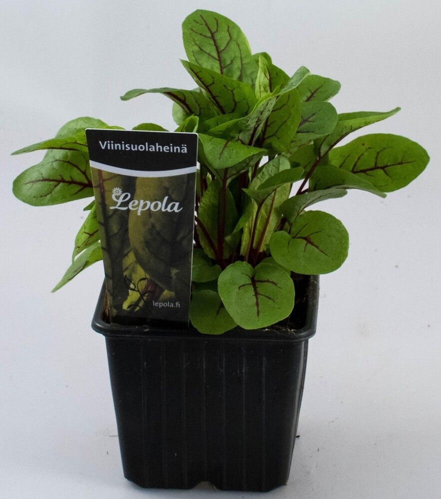 Viininsuolaheinä Kotimainen Ø 9 cm