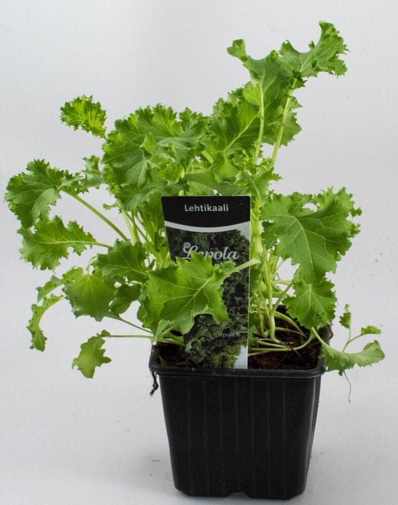 Lehtikaali Kotimainen Ø 9 cm