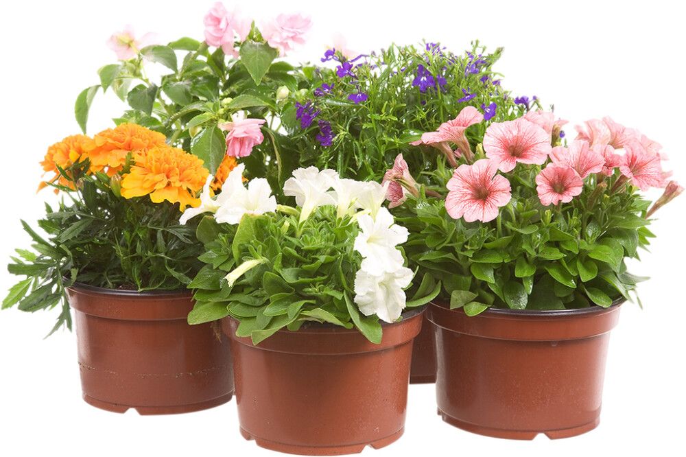 Ryhmäsamettikukka P12