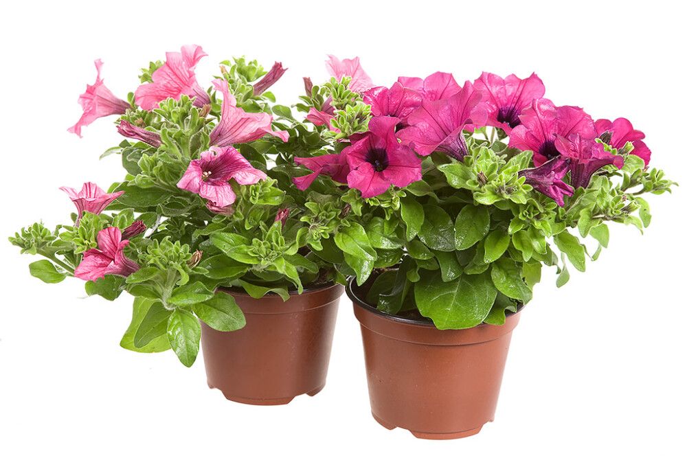 Petunia Kotimainen Ø 9 cm