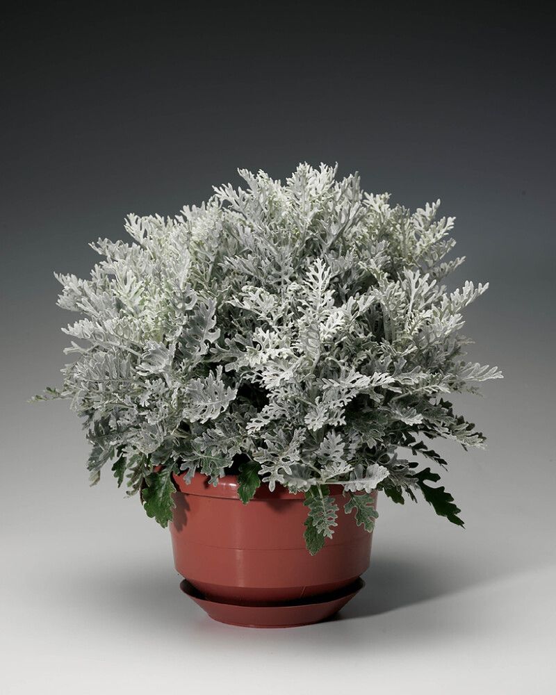 Hopealehti Kotimainen Ø 12 cm