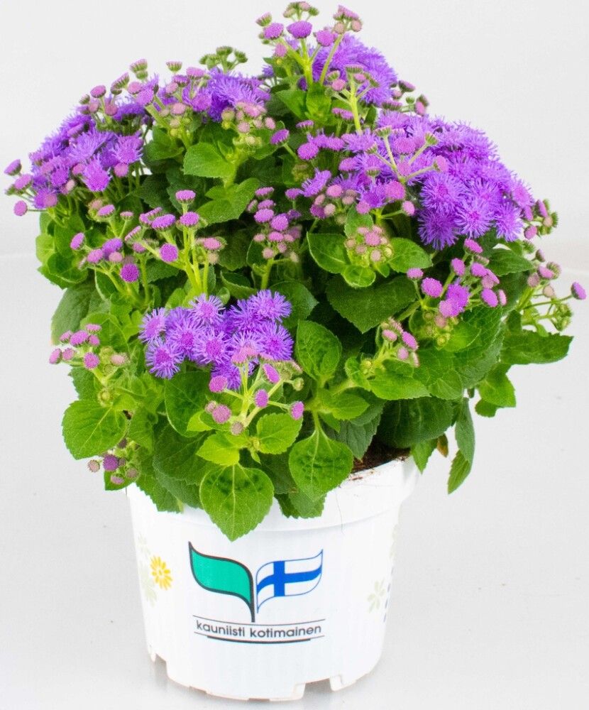 Sinitähtönen Kotimainen Ø 12 cm