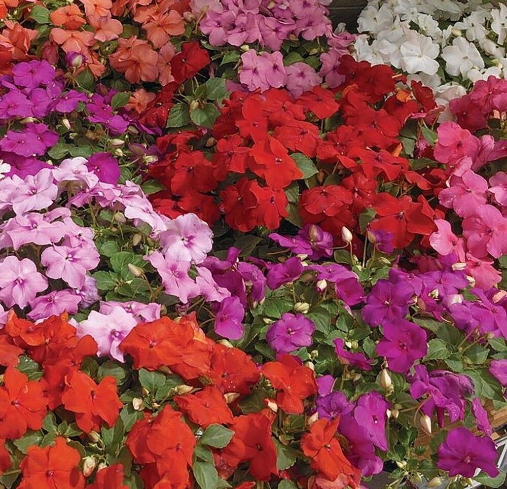 Ahkeraliisa Kotimainen Ø 12 cm