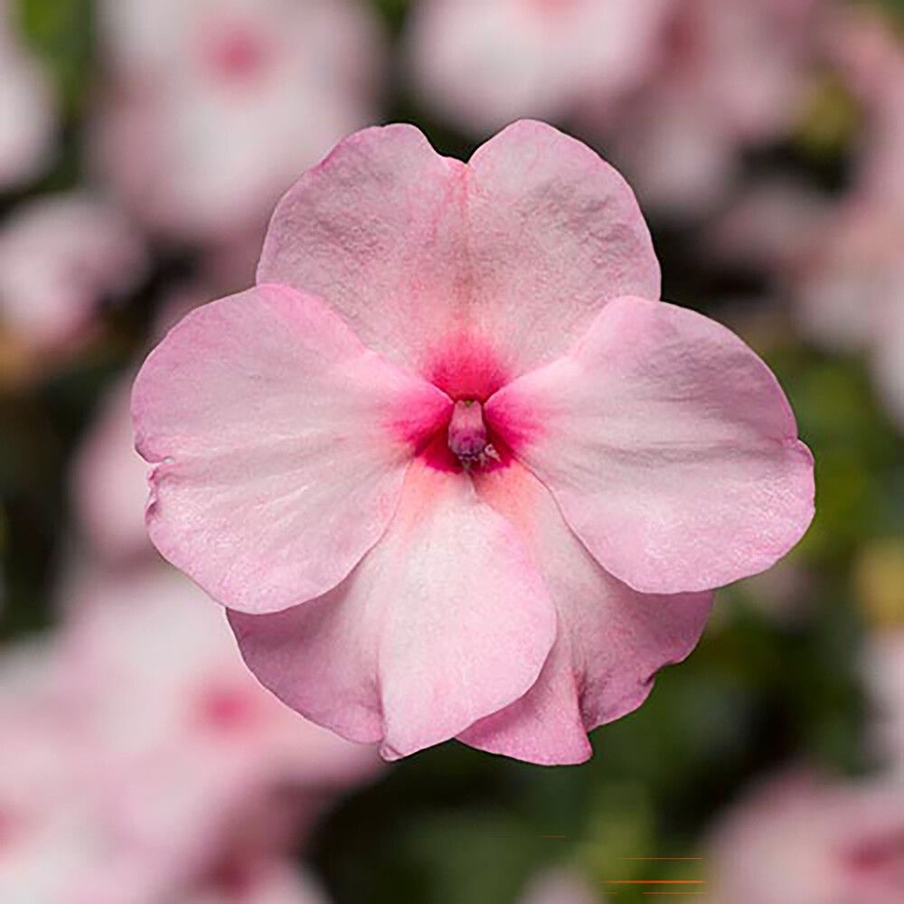 Ahkeraliisa Kotimainen Ø 12 cm