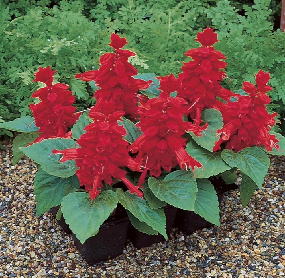 Tulisalvia Kotimainen Ø 12 cm