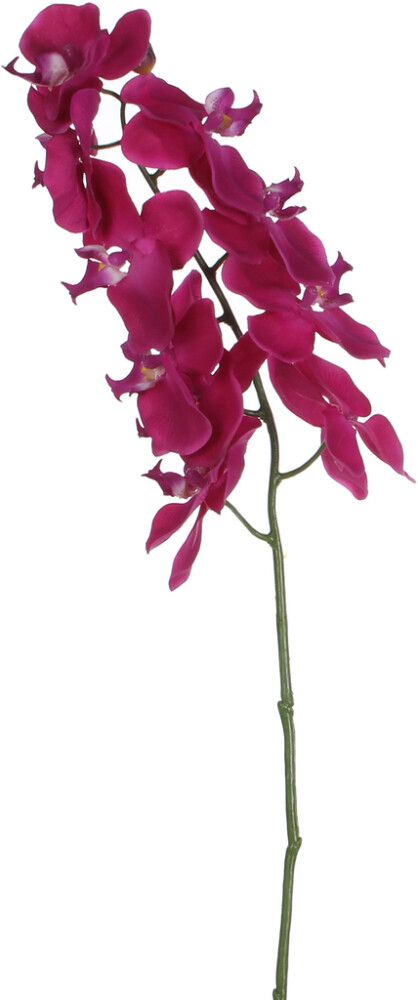 Koristeoksa Perhoskämmekkä 71 cm violetti