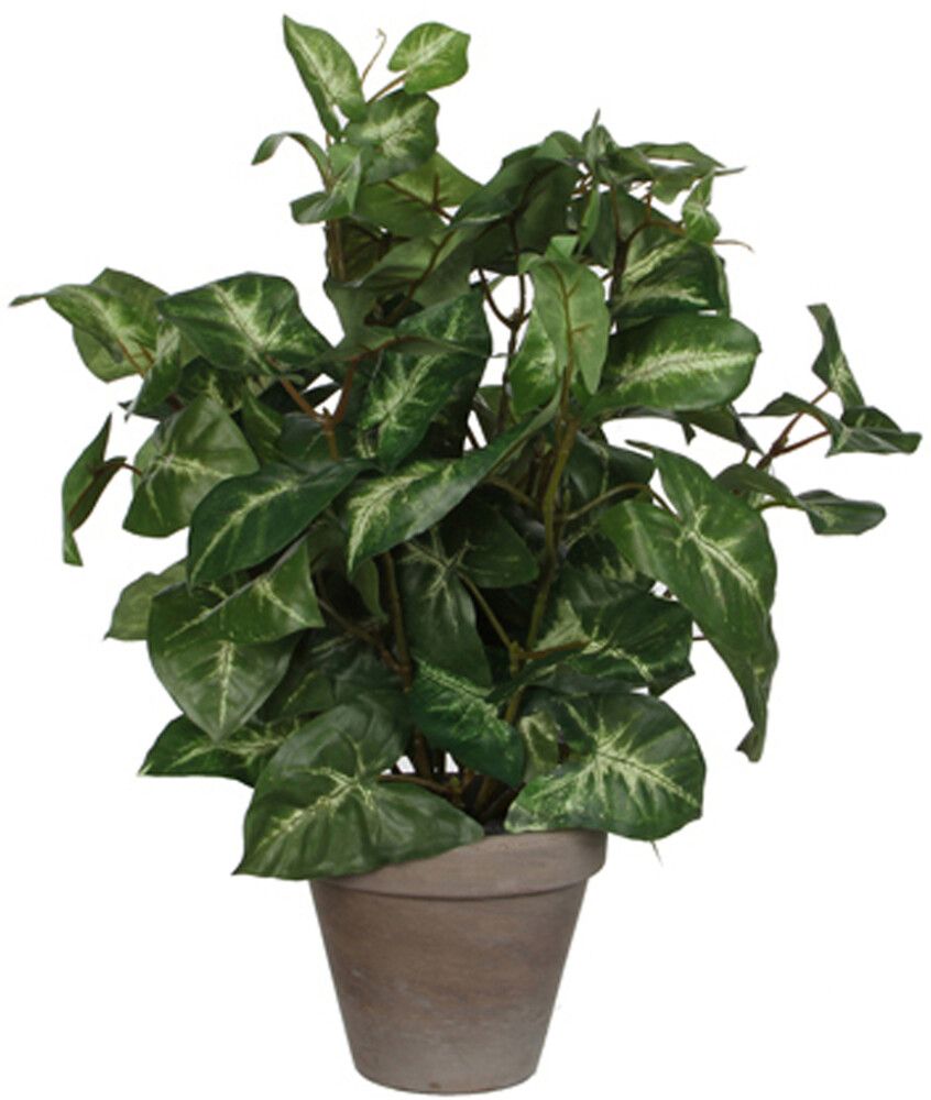 Silkkikasvi Kultakorva 35 cm