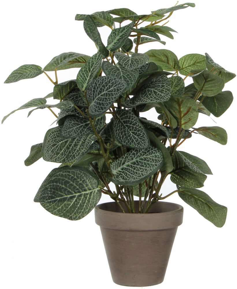 Silkkikasvi Piilea 35 cm