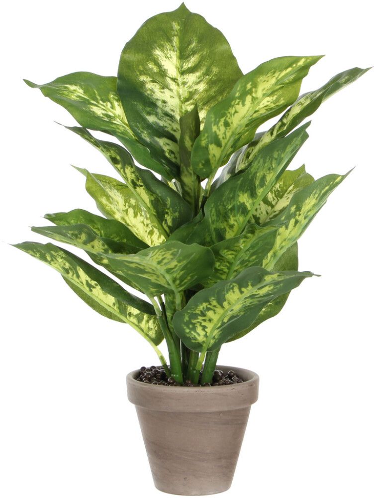 Silkkikasvi Kirjovehka 40 cm