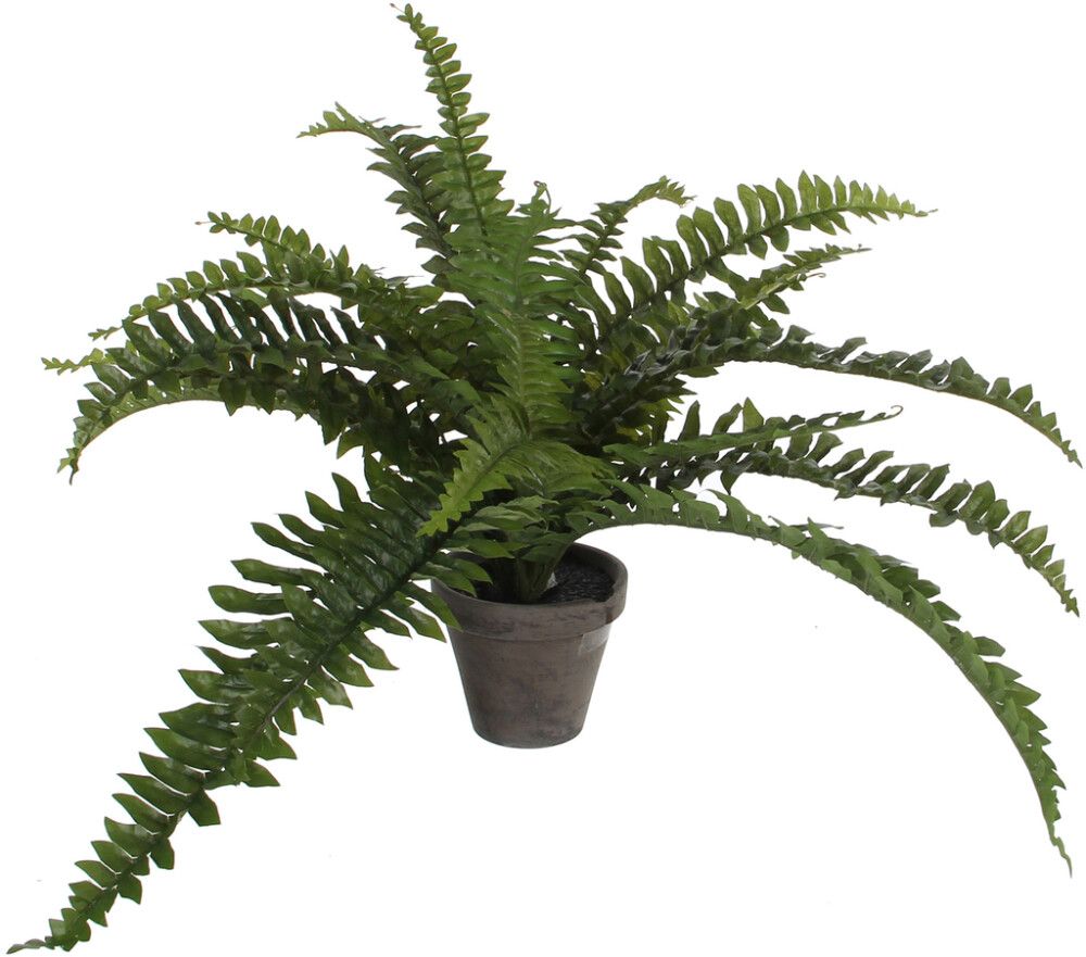 Silkkikasvi Saniainen 35 cm