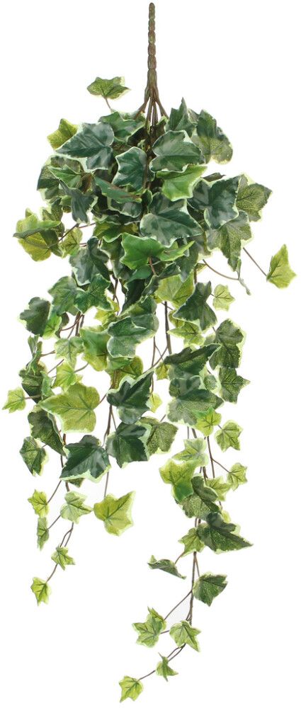 Silkkikasvi Murattiamppeli 71 cm