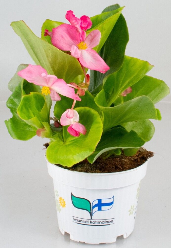 Kesäbegonia Kotimainen Ø 12 cm