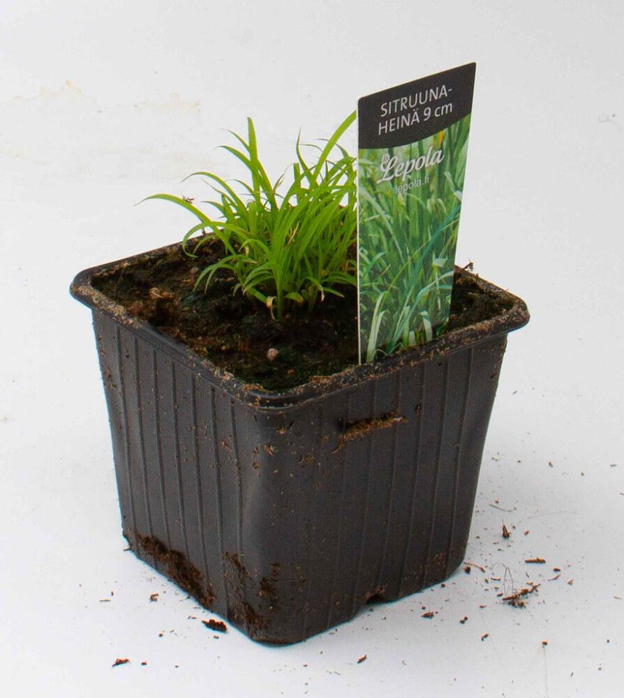 Sitruunaheinä Kotimainen Ø 9 cm