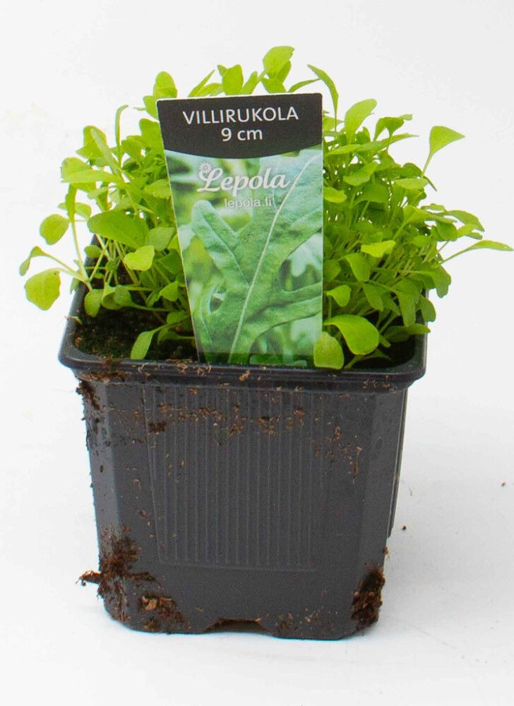 Villirukola Kotimainen Ø 9 cm