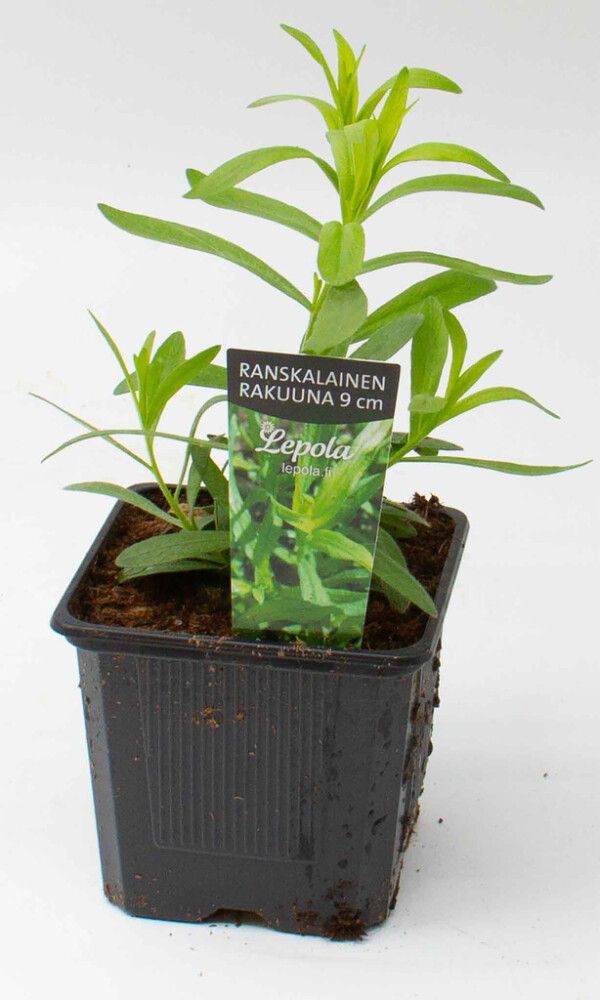 Sitruunabasilika Kotimainen Ø 9 cm