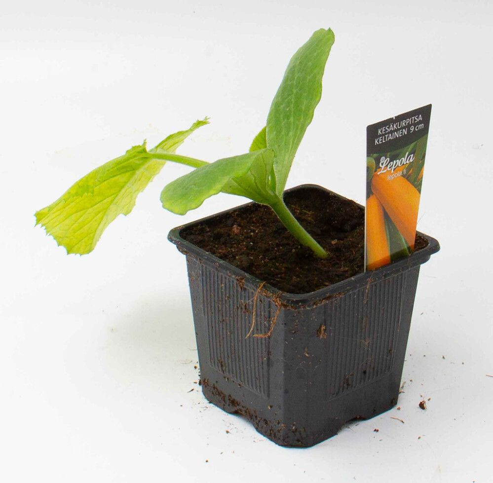 Kesäkurpitsa Kotimainen keltainen Ø 9 cm