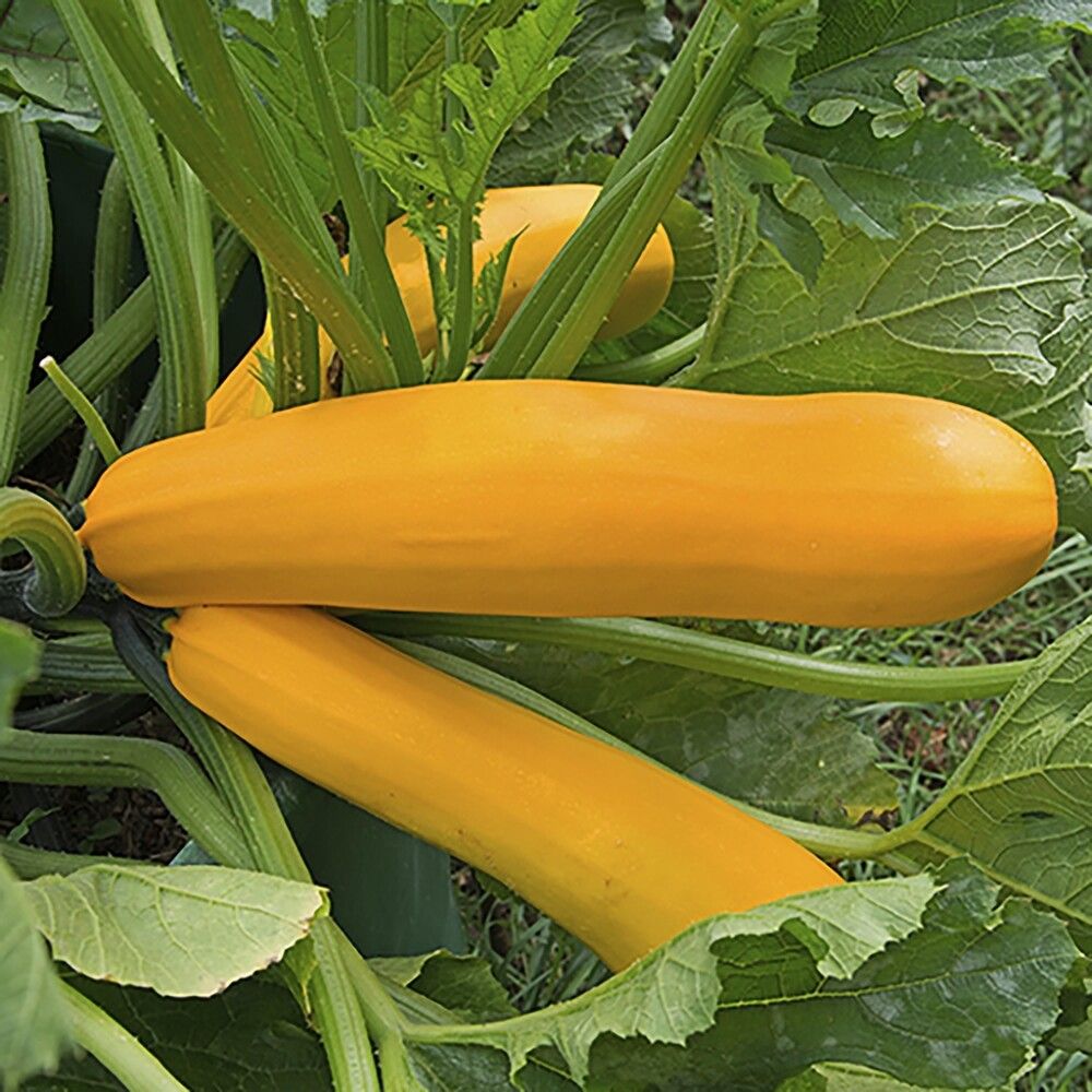 Kesäkurpitsa Kotimainen keltainen Ø 9 cm