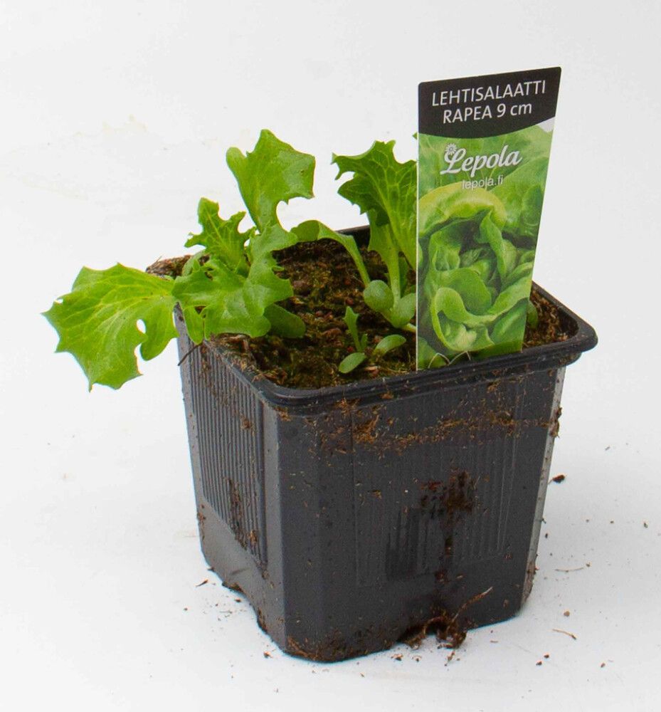 Lehtisalaatti Kotimainen Ø 9 cm